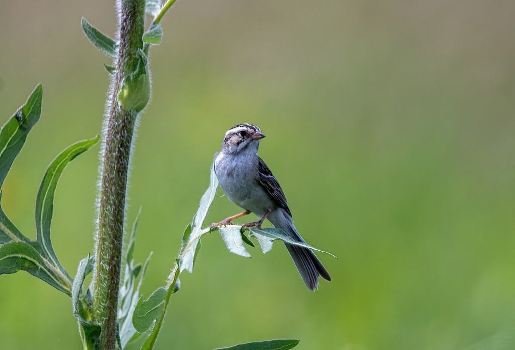 Clay-colored Sparrow - ML620675861