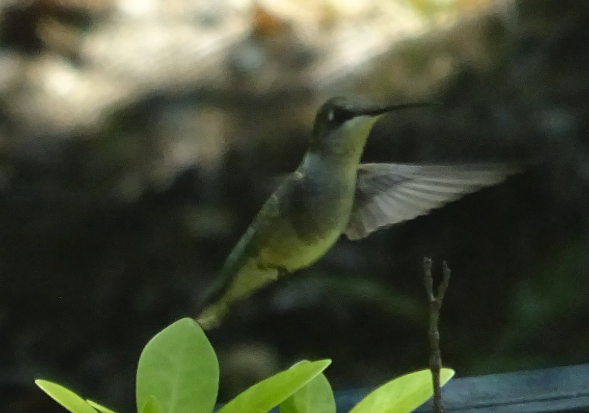 Ruby-throated Hummingbird - ML620675862