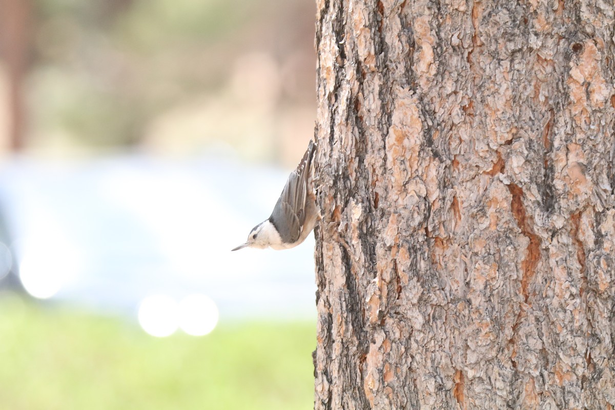 White-breasted Nuthatch - ML620675863