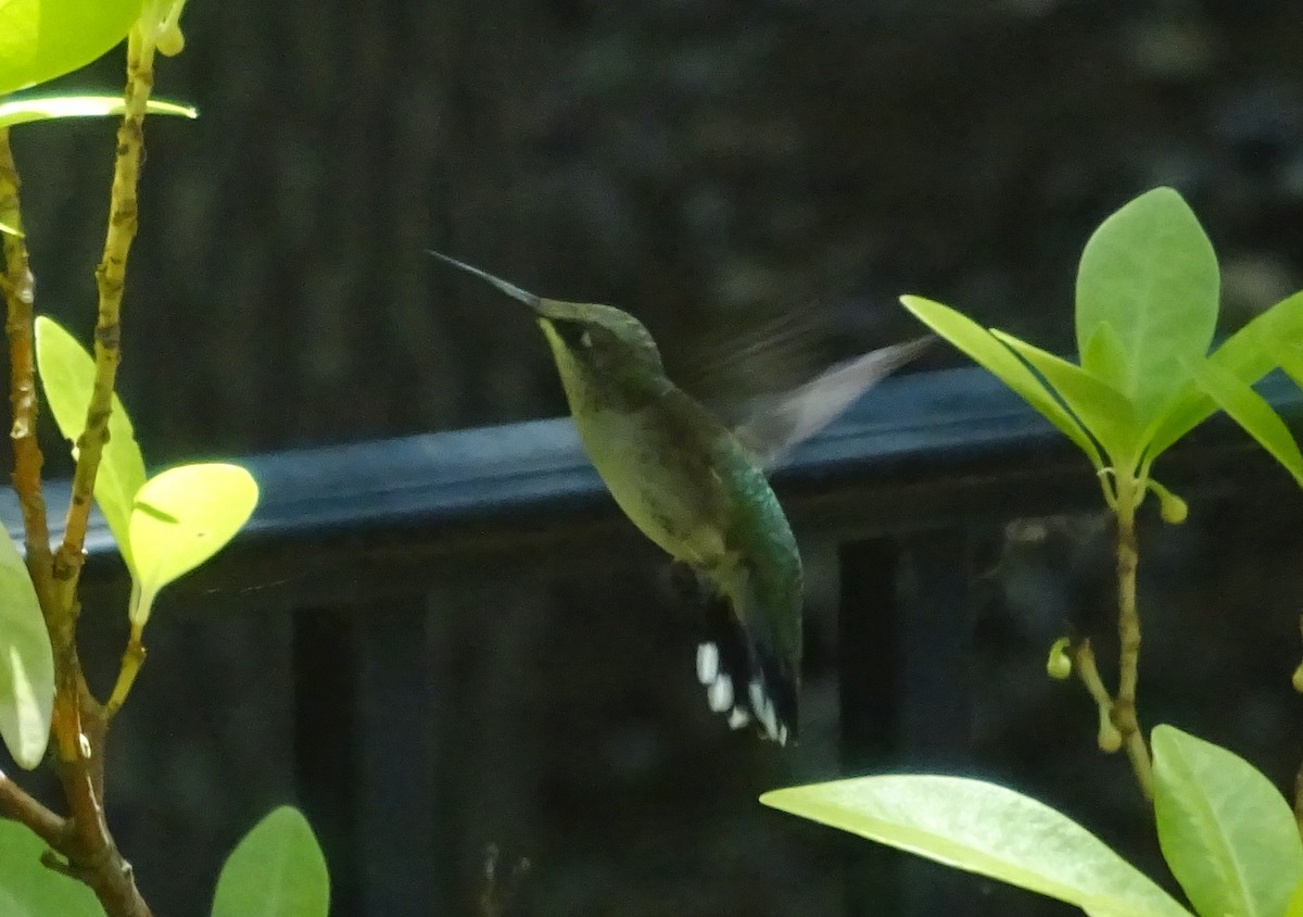 Colibri à gorge rubis - ML620675865