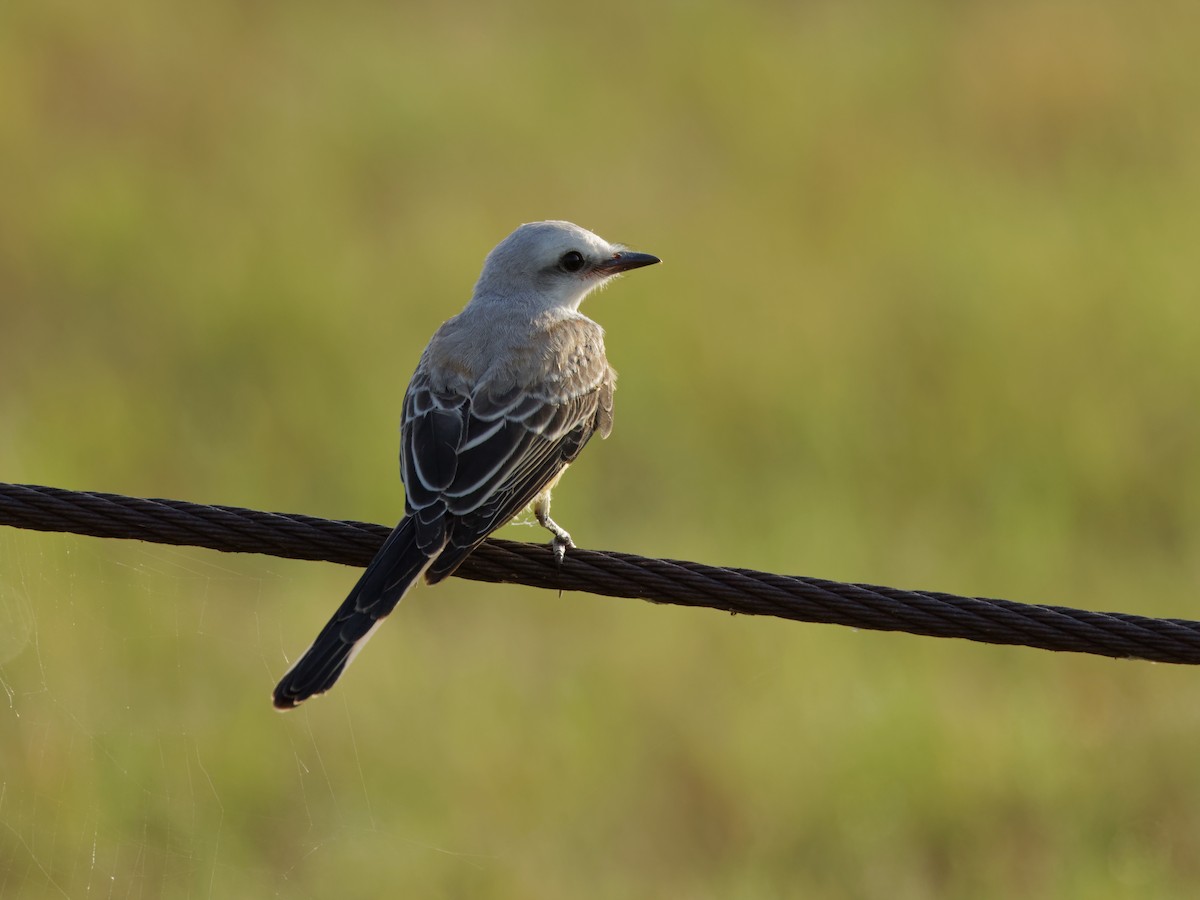 Scissor-tailed Flycatcher - ML620675867