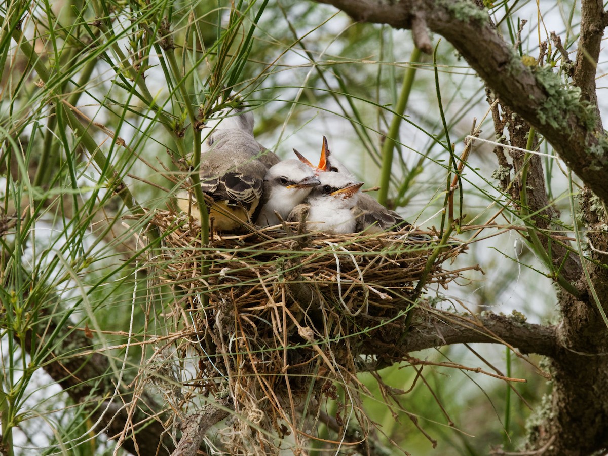 Scissor-tailed Flycatcher - ML620675868