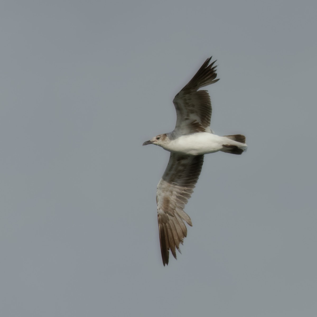 Gaviota Guanaguanare - ML620675871