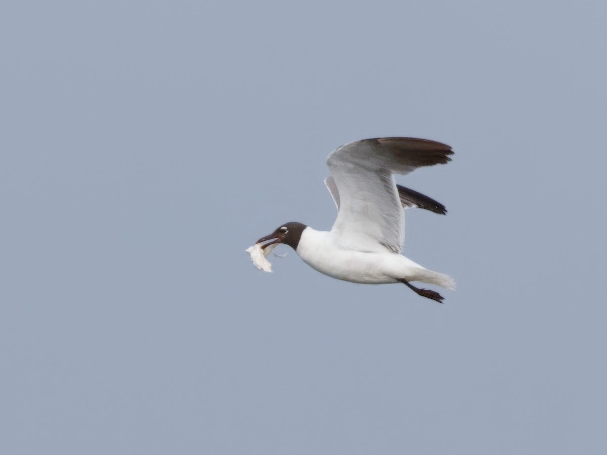 Laughing Gull - ML620675872