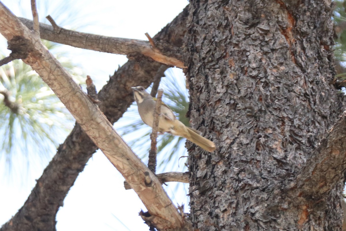 Green-tailed Towhee - ML620675880