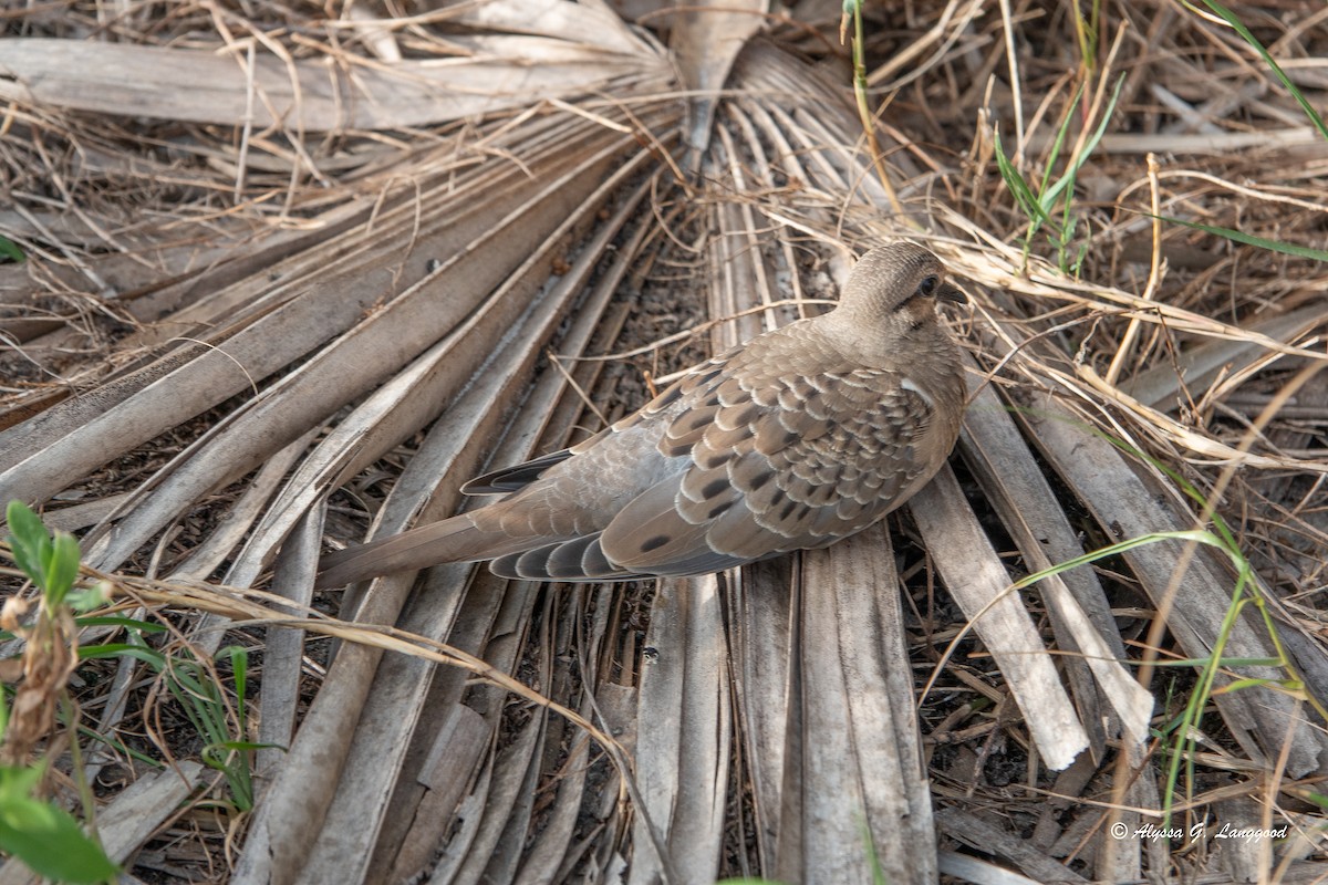 Mourning Dove - ML620675884