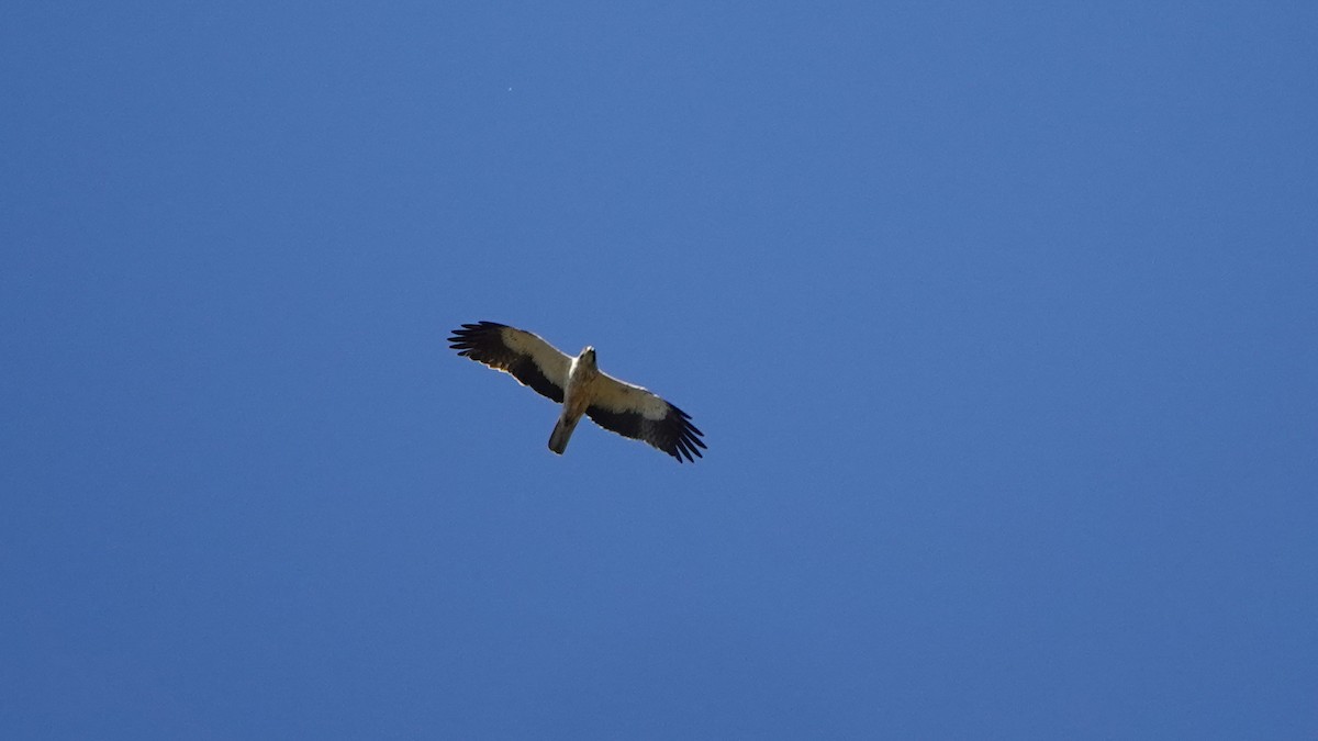 Águila Calzada - ML620675889