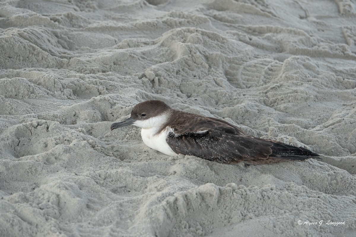 Great Shearwater - ML620675892