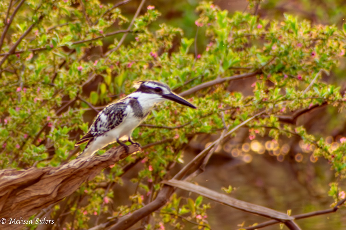 Pied Kingfisher - ML620675894