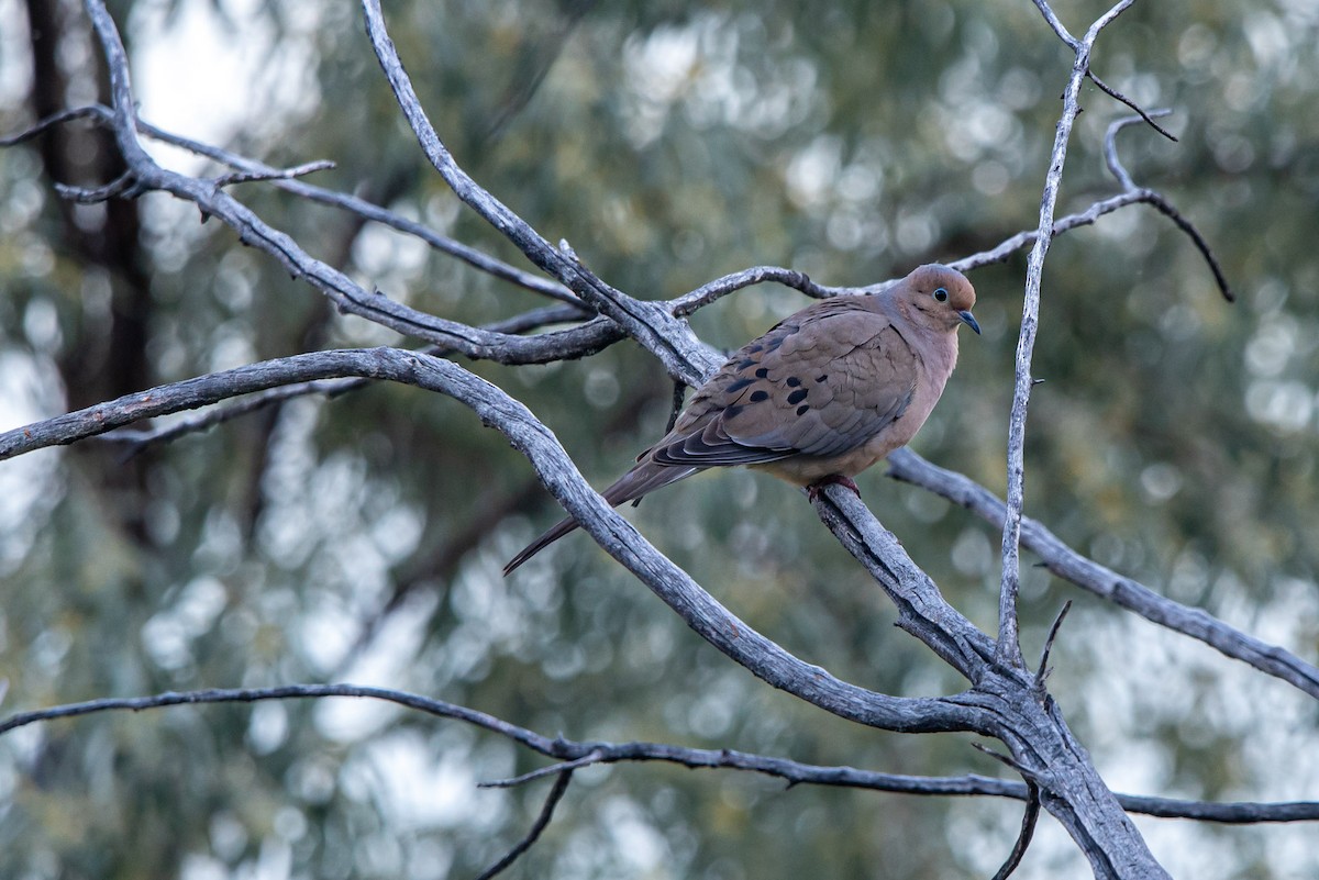 Mourning Dove - ML620675895