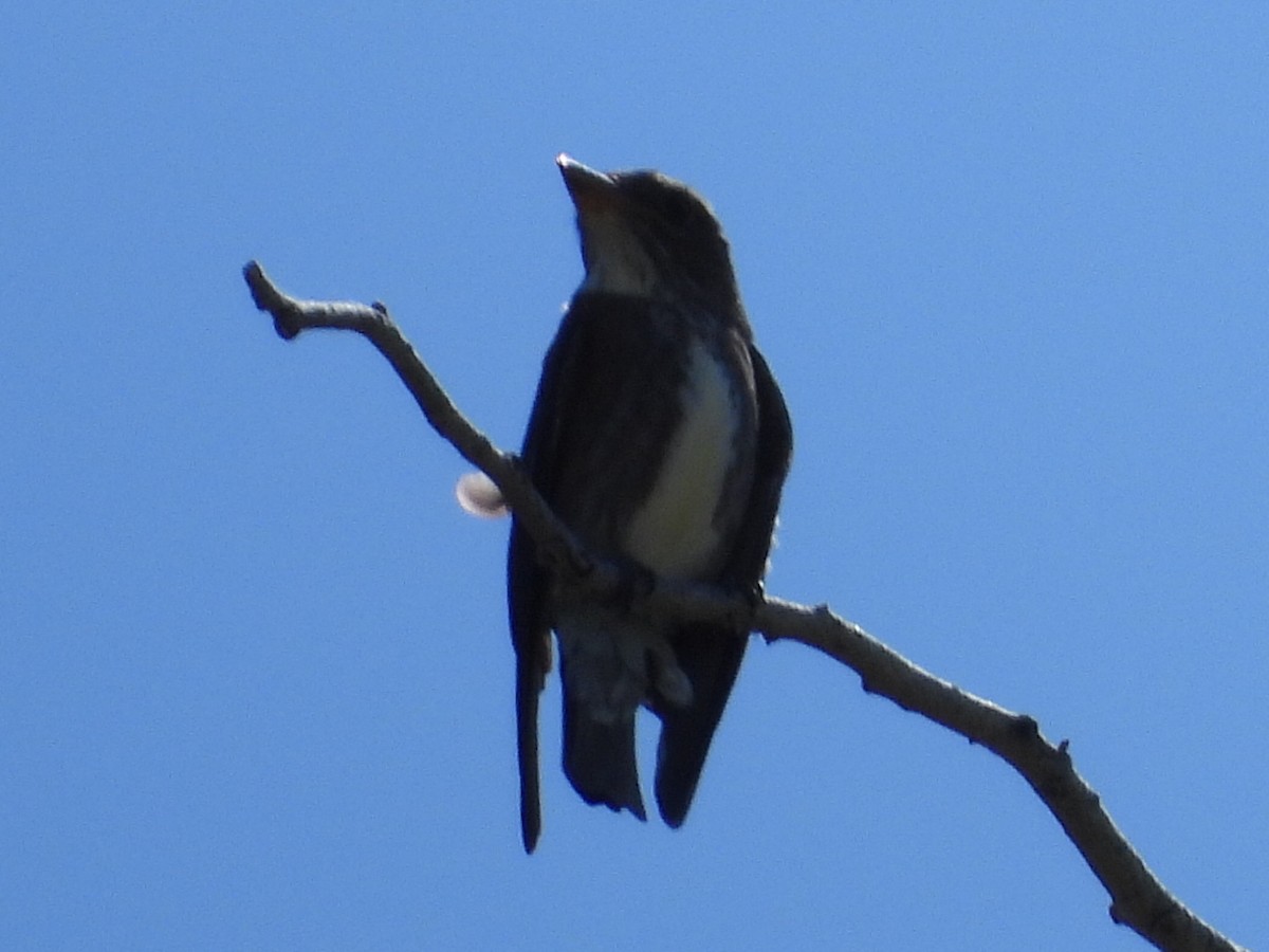 Olive-sided Flycatcher - ML620675900