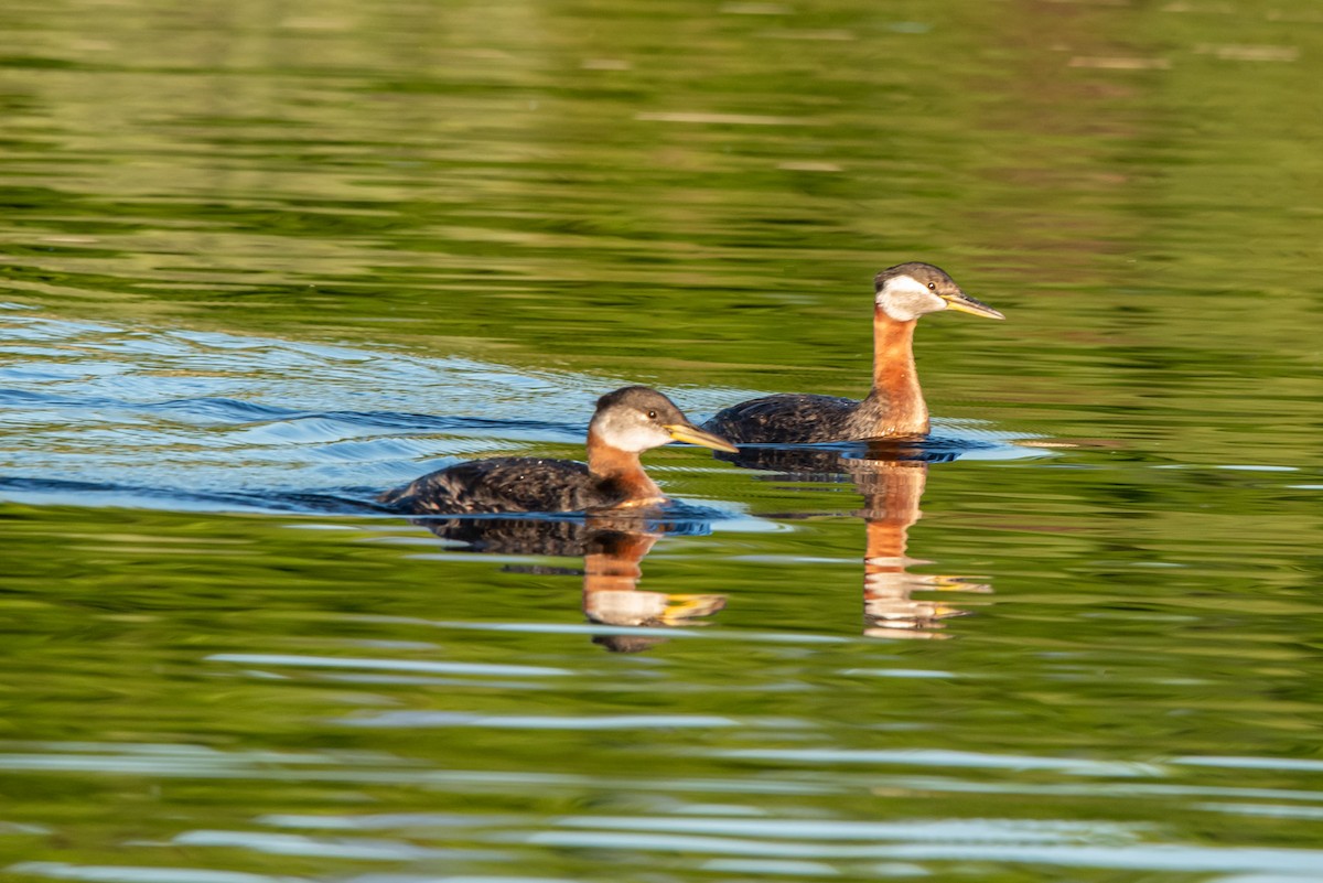 Red-necked Grebe - ML620675901