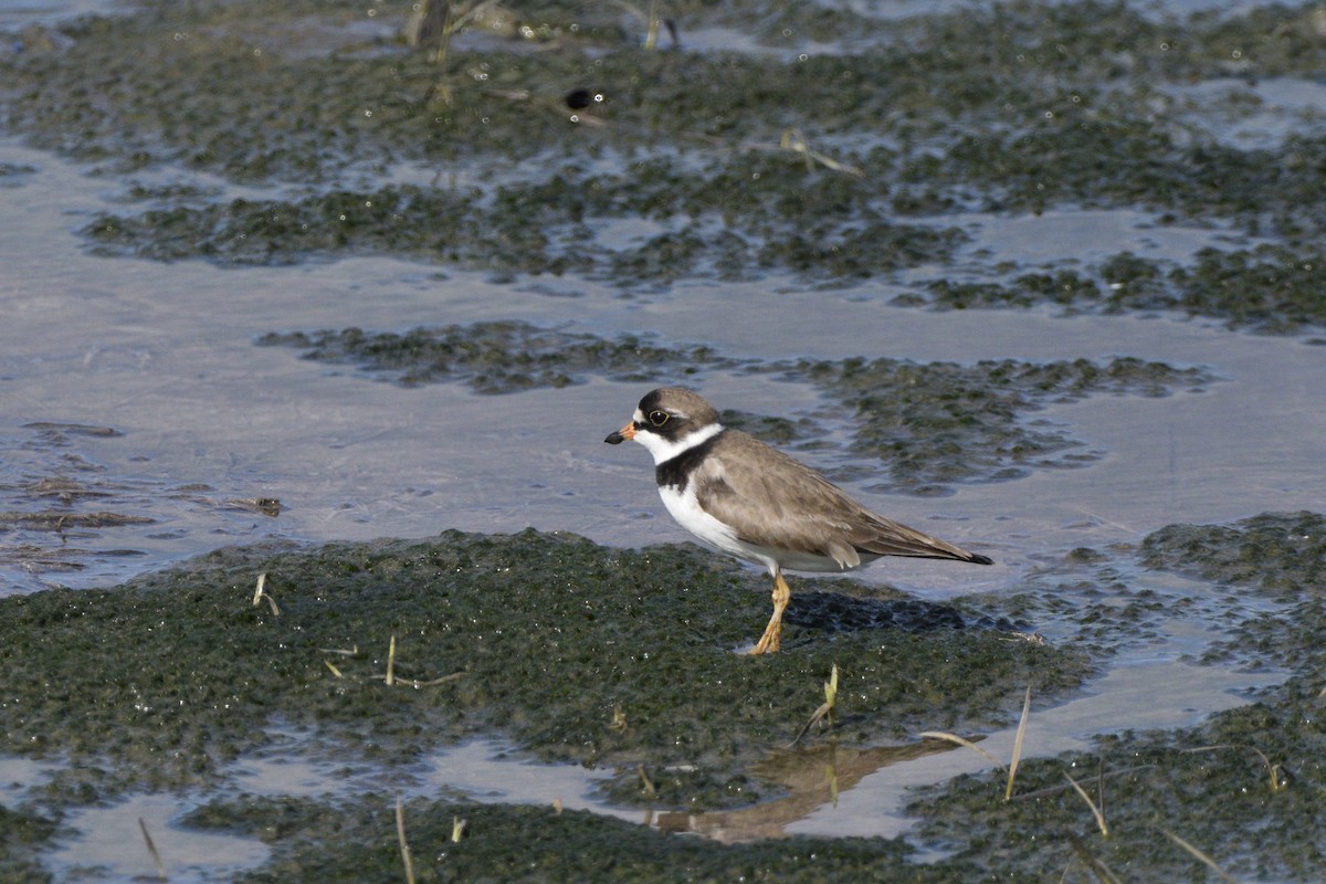 Semipalmated Plover - ML620675908