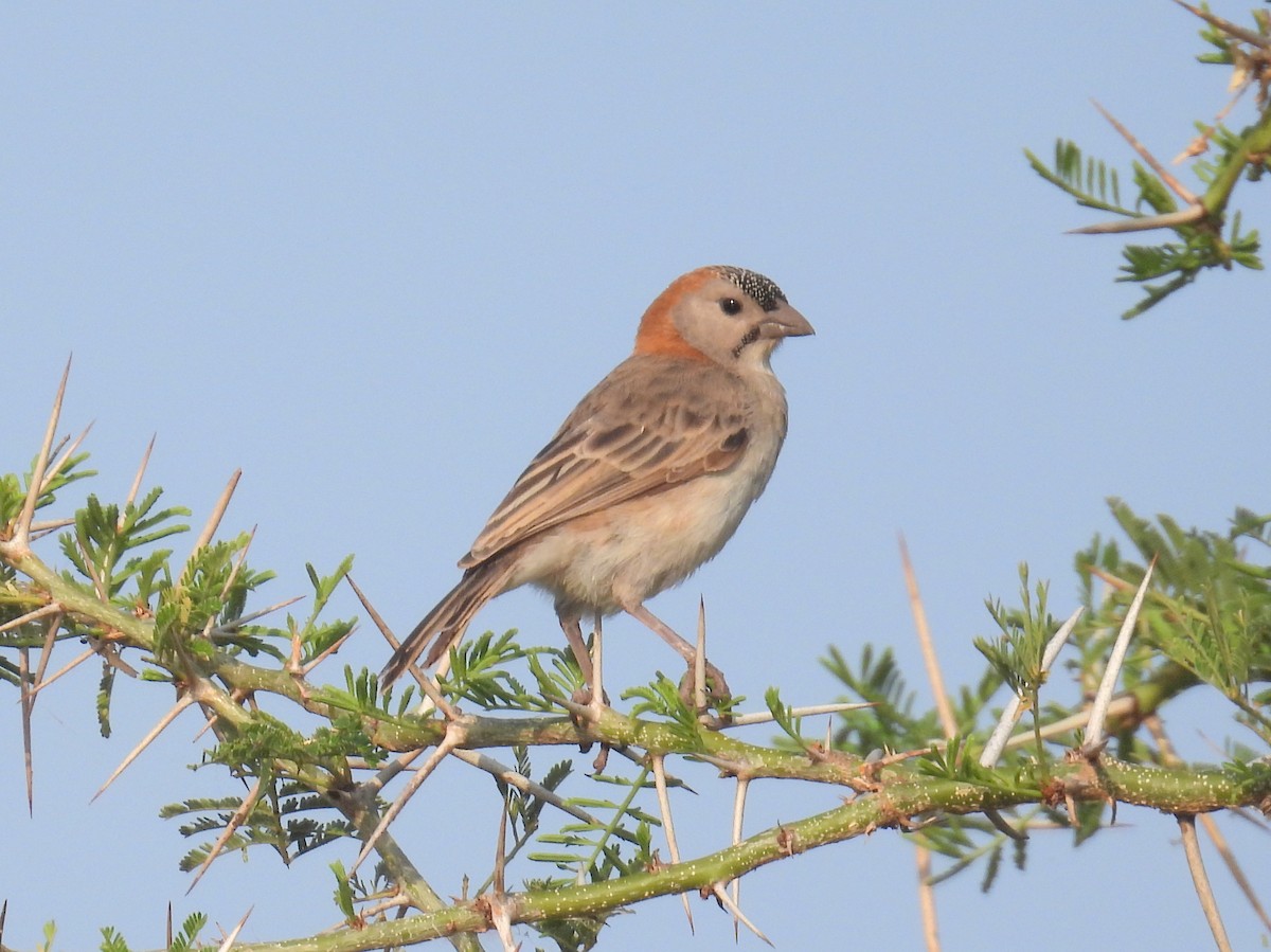 Speckle-fronted Weaver - ML620675911