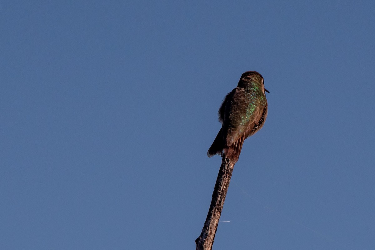 Calliope Hummingbird - Alex Bodden