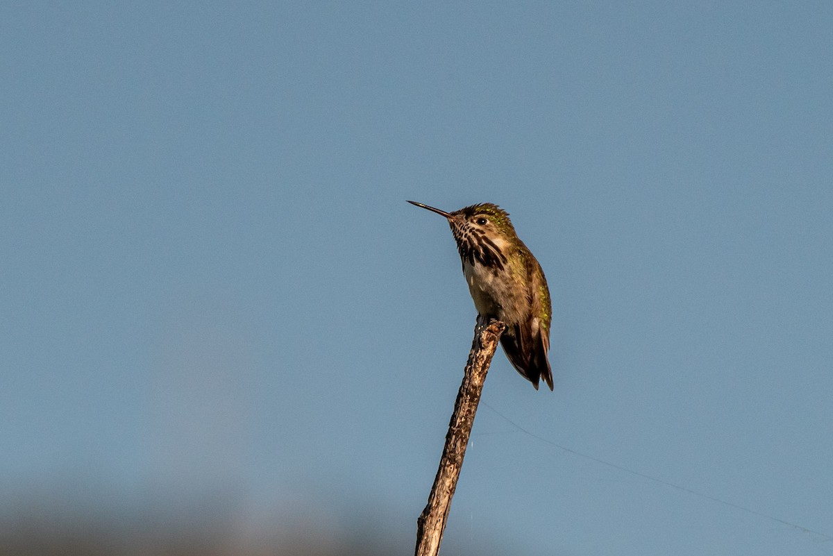 Calliope Hummingbird - ML620675916