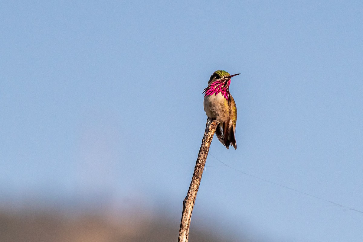 Calliope Hummingbird - Alex Bodden