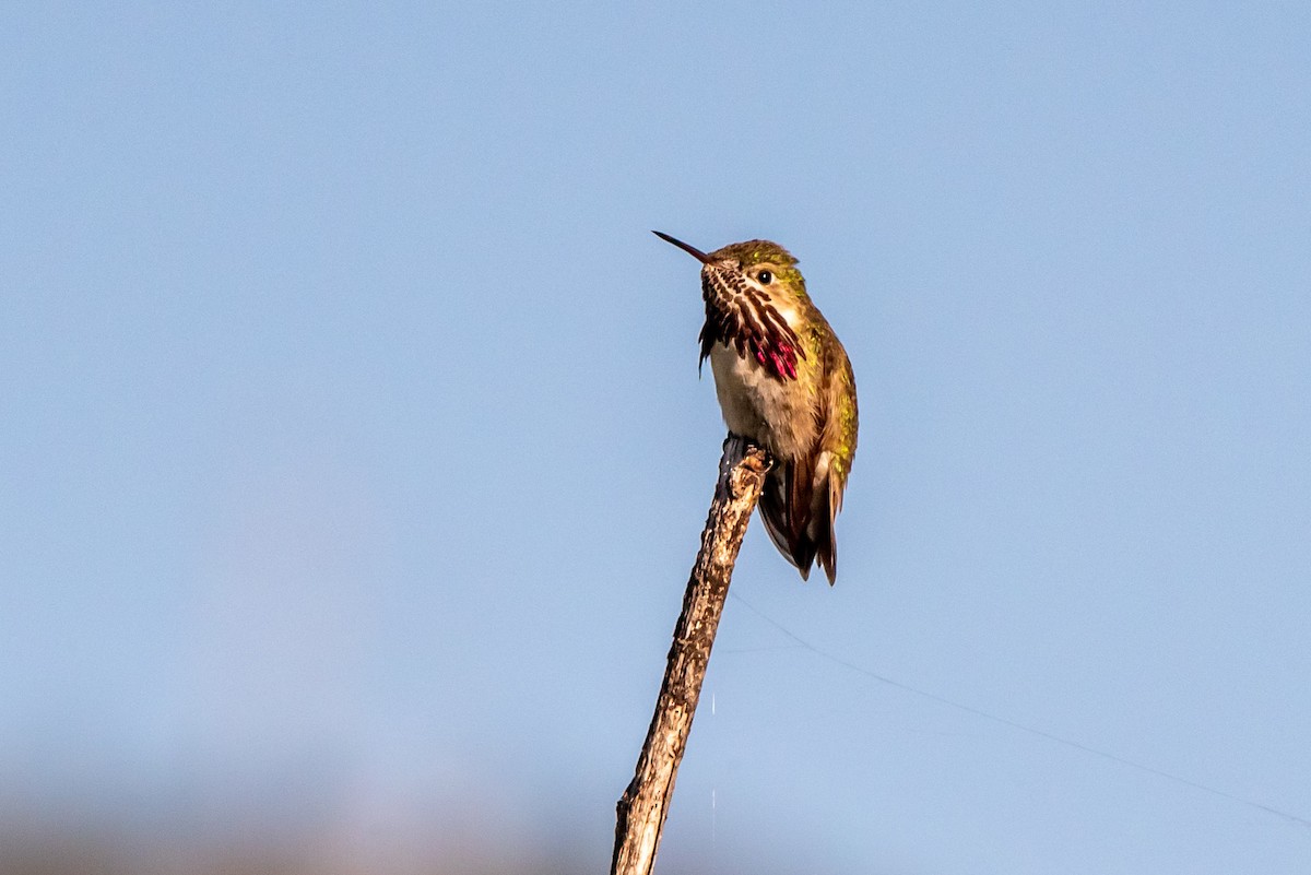 Calliope Hummingbird - ML620675918