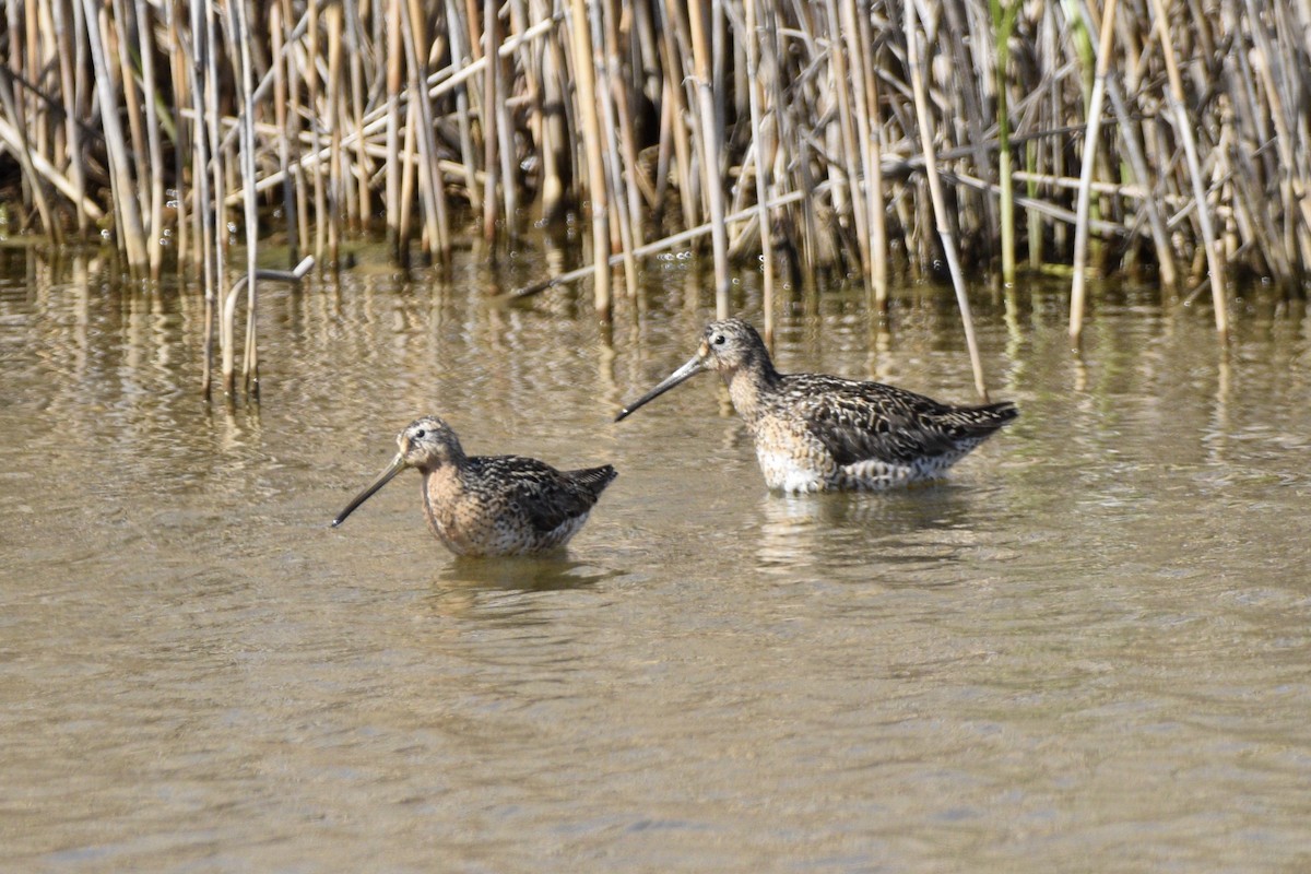 kortnebbekkasinsnipe - ML620675919