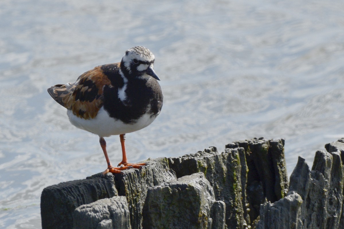 Ruddy Turnstone - ML620675925