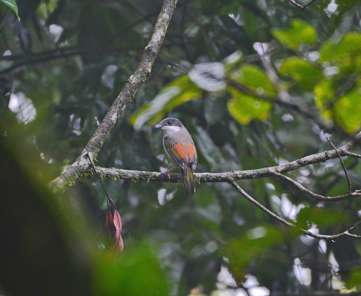 White-browed Shrike-Babbler - ML620675927