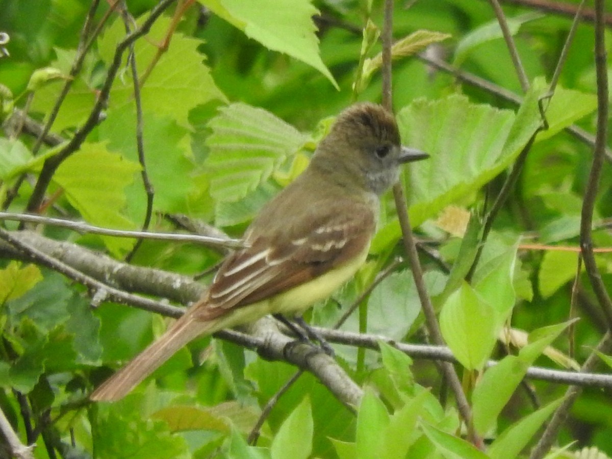 Great Crested Flycatcher - ML620675929