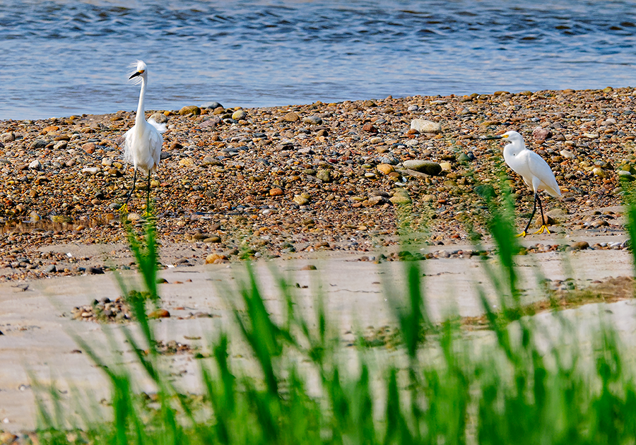 Snowy Egret - ML620675936