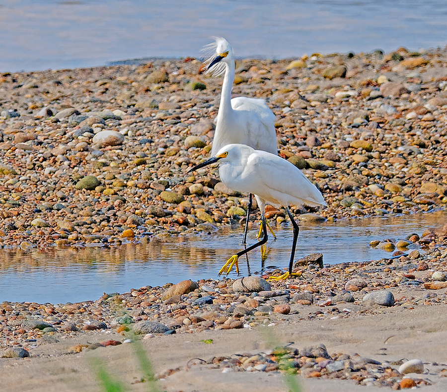 Snowy Egret - ML620675937