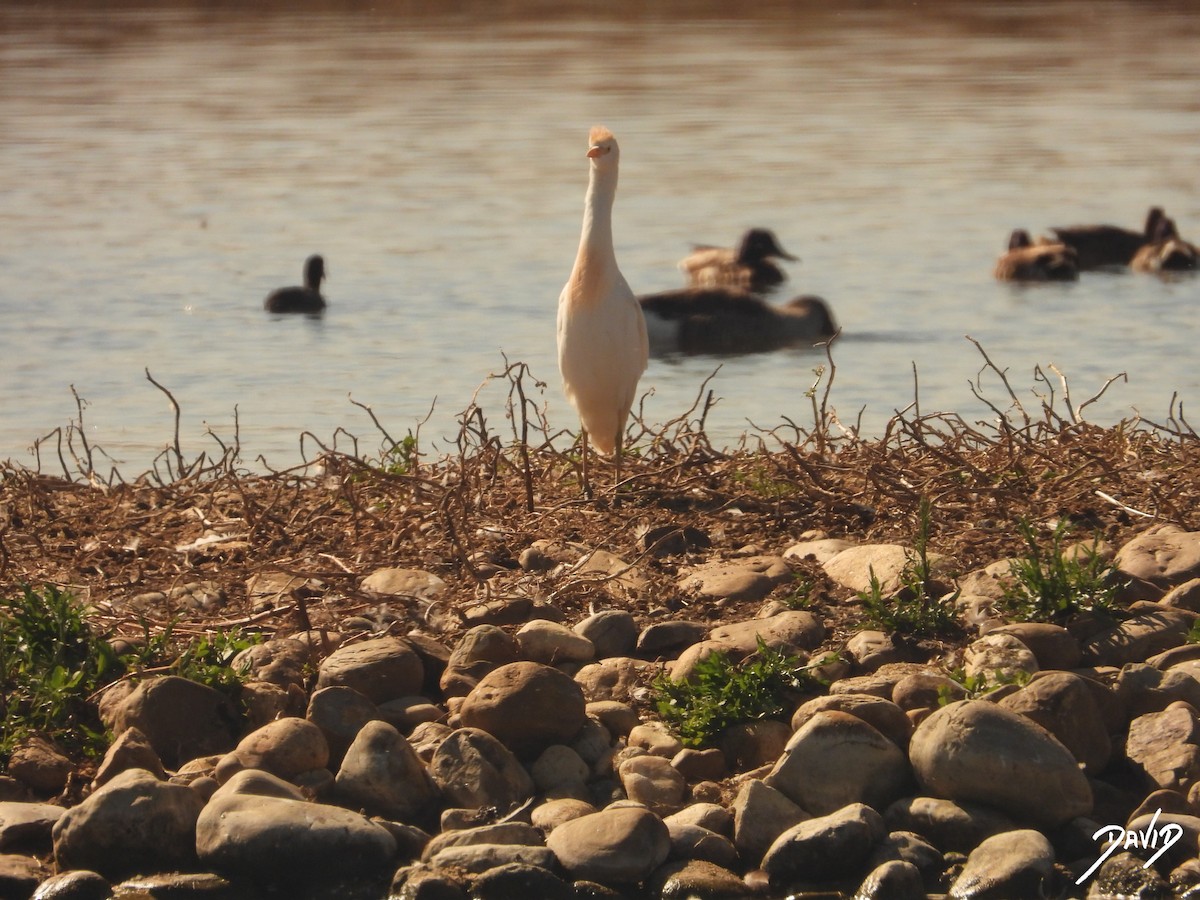 Western Cattle Egret - ML620675940