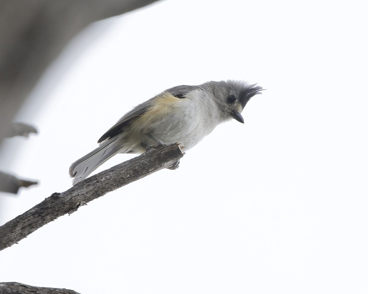 Black-crested Titmouse - ML620675943