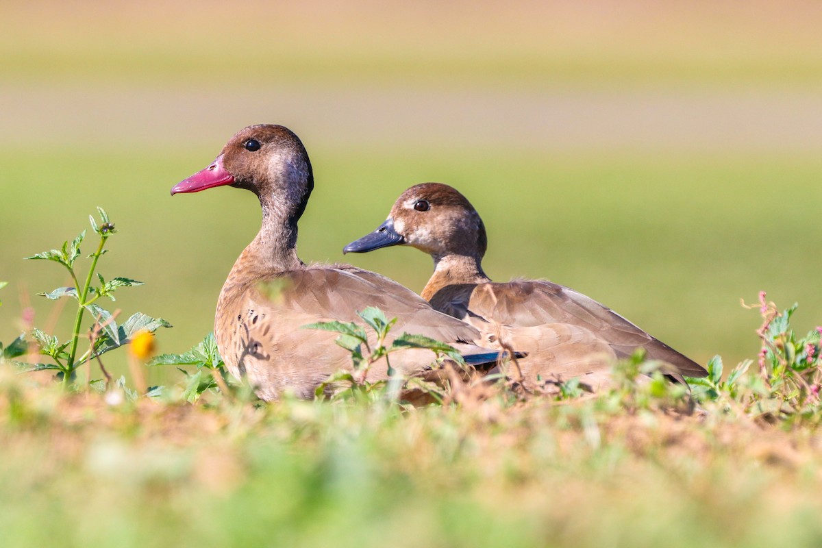 Canard amazonette - ML620675944