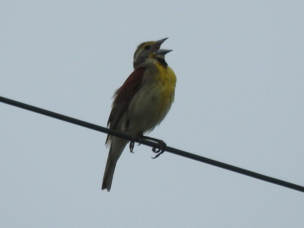 Dickcissel - ML620675947