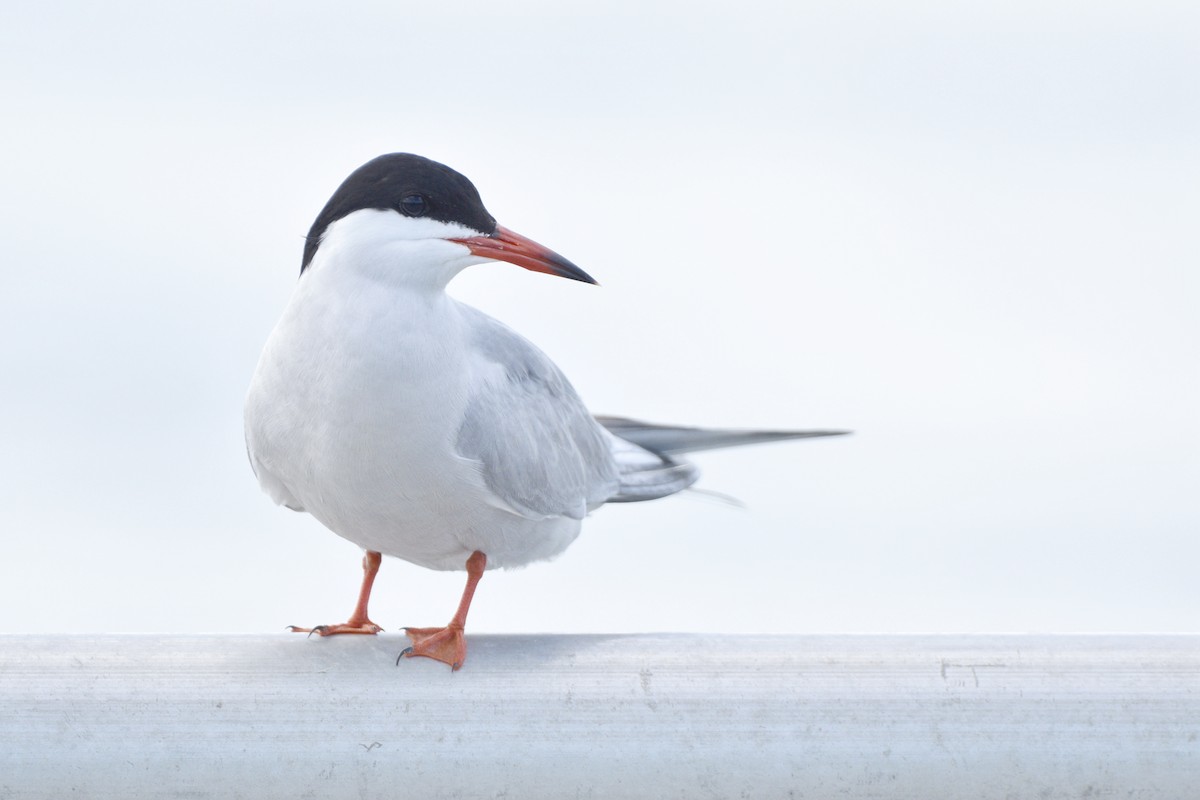 Common Tern - Ailes and Dodson