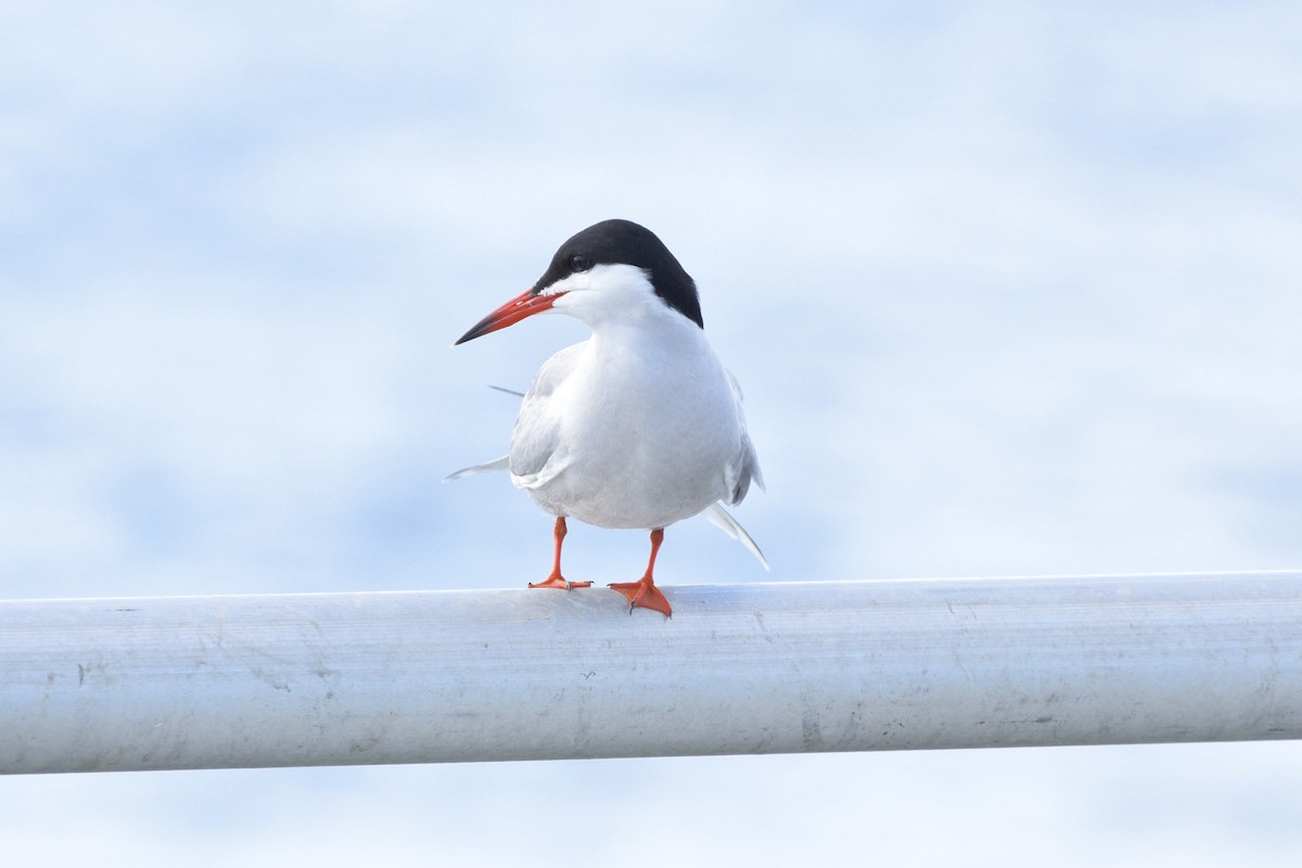 Common Tern - Ailes and Dodson