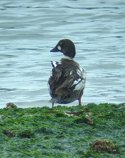 Common Goldeneye - Jon. Anderson