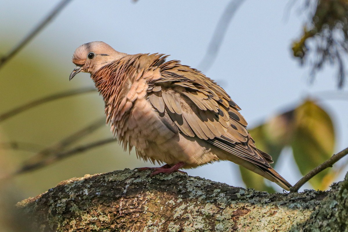 Eared Dove - ML620675956