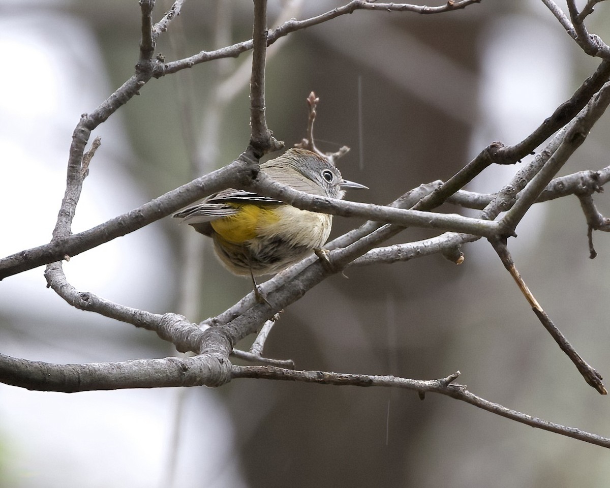 Colima Warbler - ML620675959