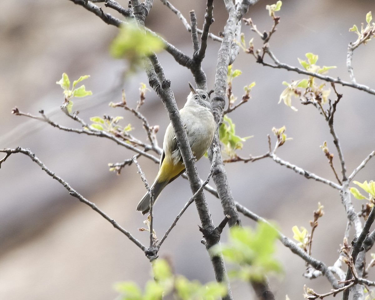 Colima Warbler - ML620675960