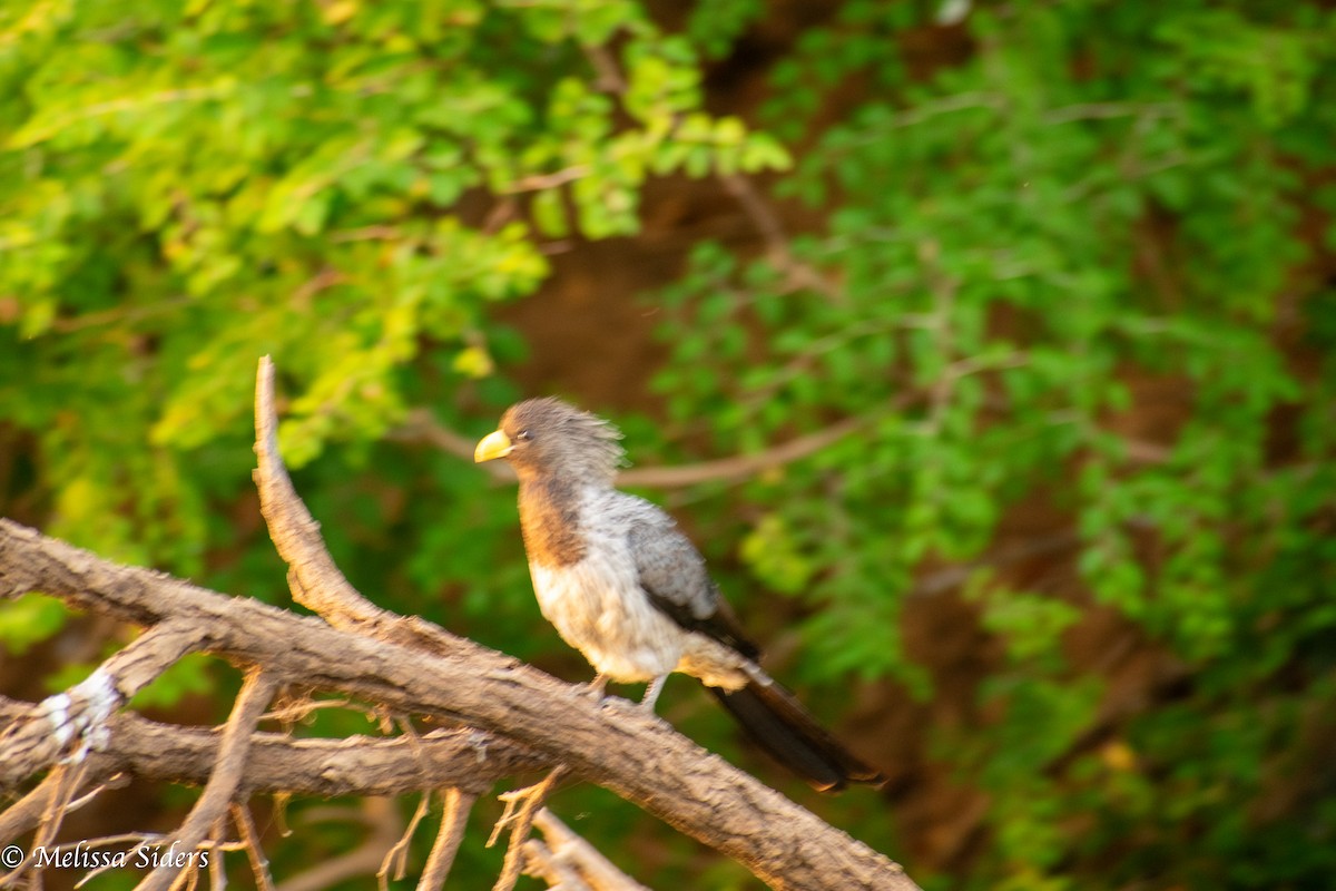 Western Plantain-eater - Melissa Siders