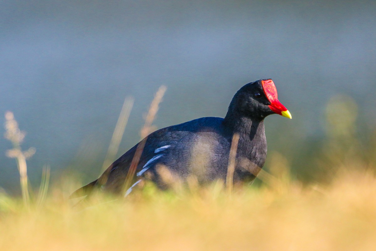 Gallinule d'Amérique - ML620675970