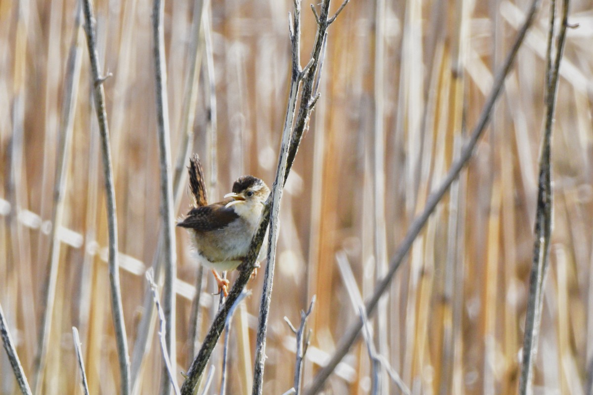 Marsh Wren - ML620675972