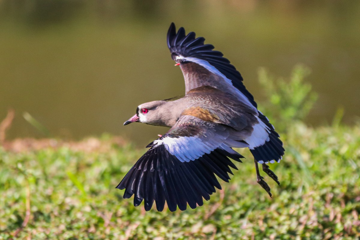 Southern Lapwing - ML620675974