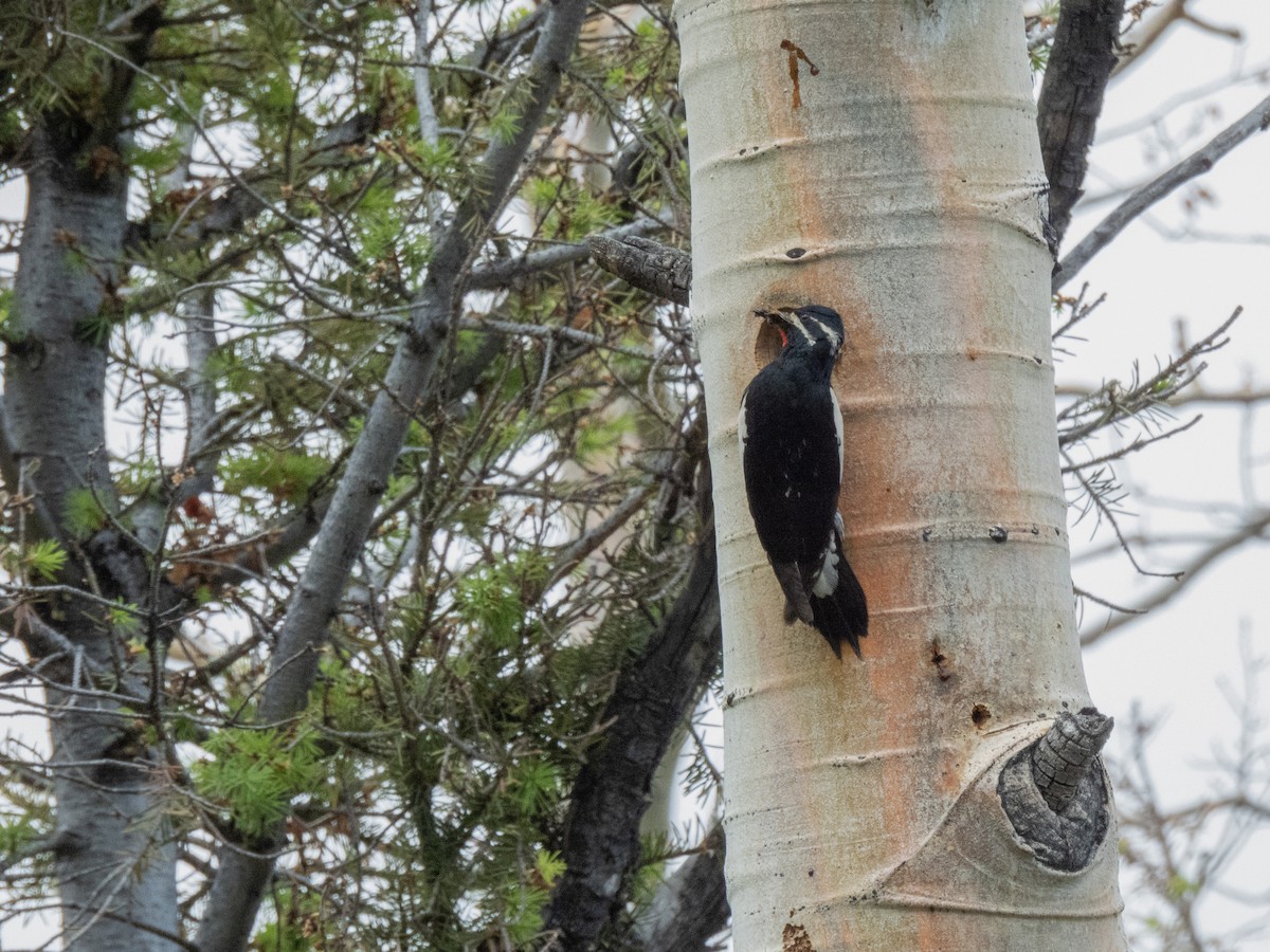 Williamson's Sapsucker - ML620675975