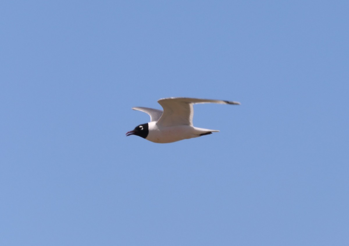 Franklin's Gull - ML620675976