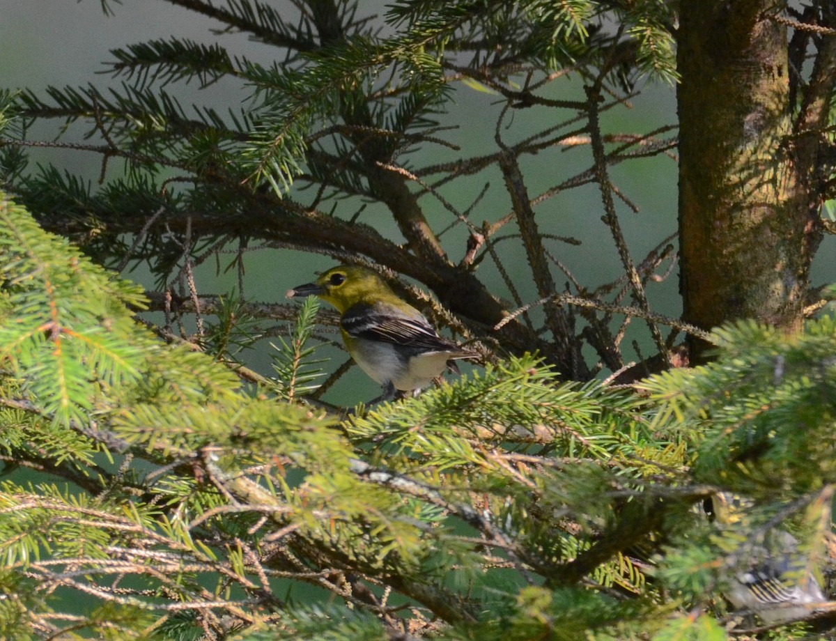 Yellow-throated Vireo - ML620675979