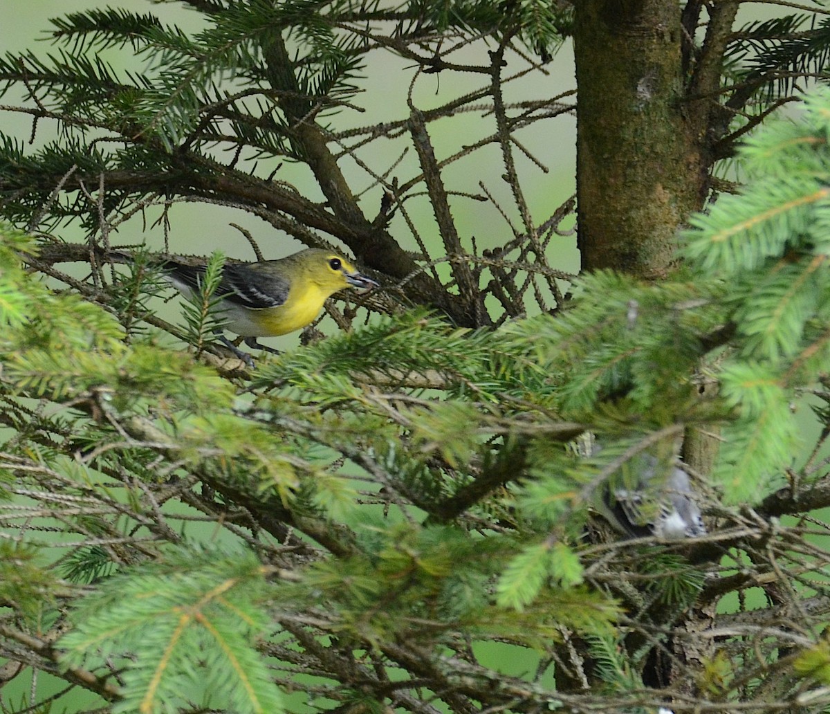 Viréo à gorge jaune - ML620675980