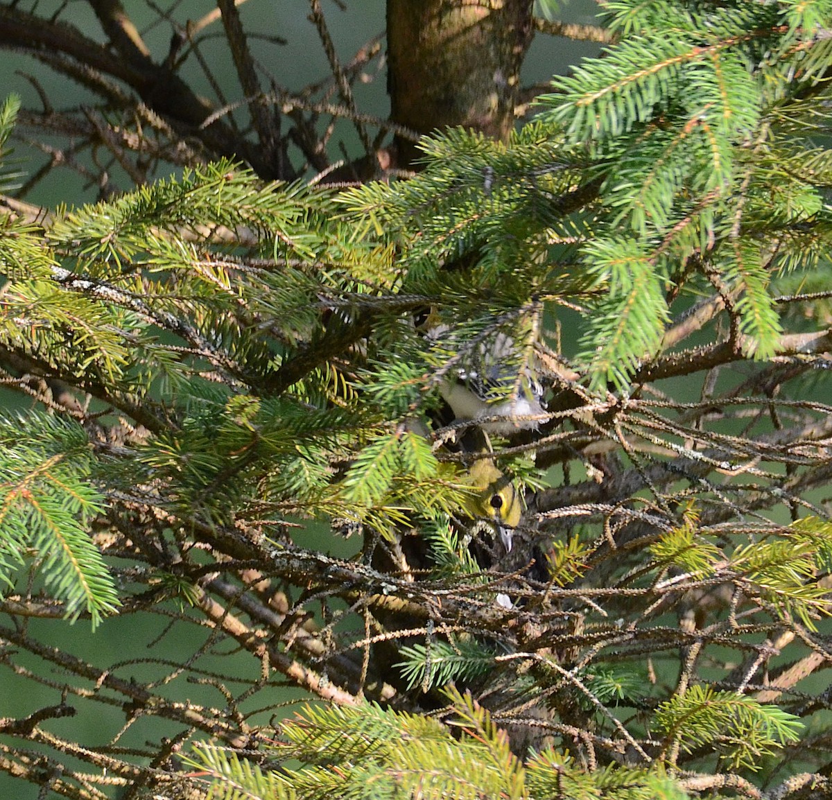 Yellow-throated Vireo - ML620675982