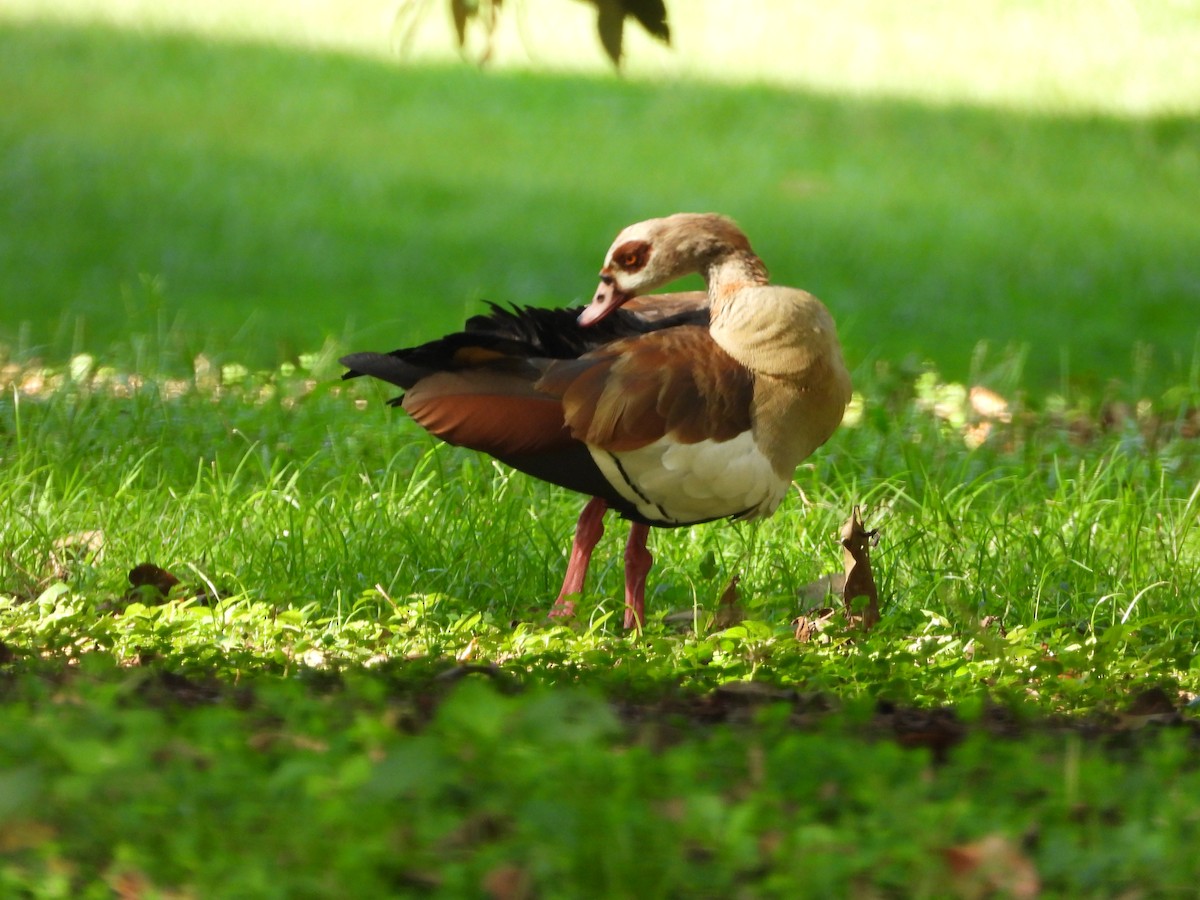 Egyptian Goose - ML620675984