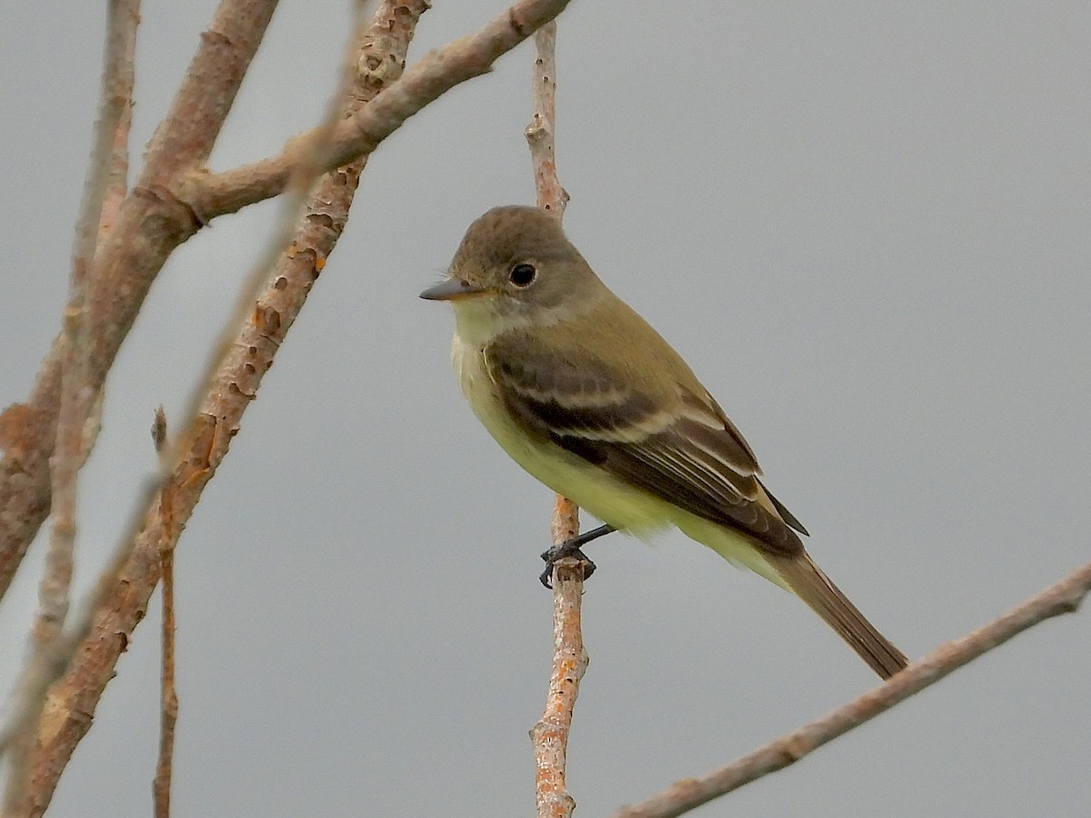 Willow Flycatcher - ML620675986