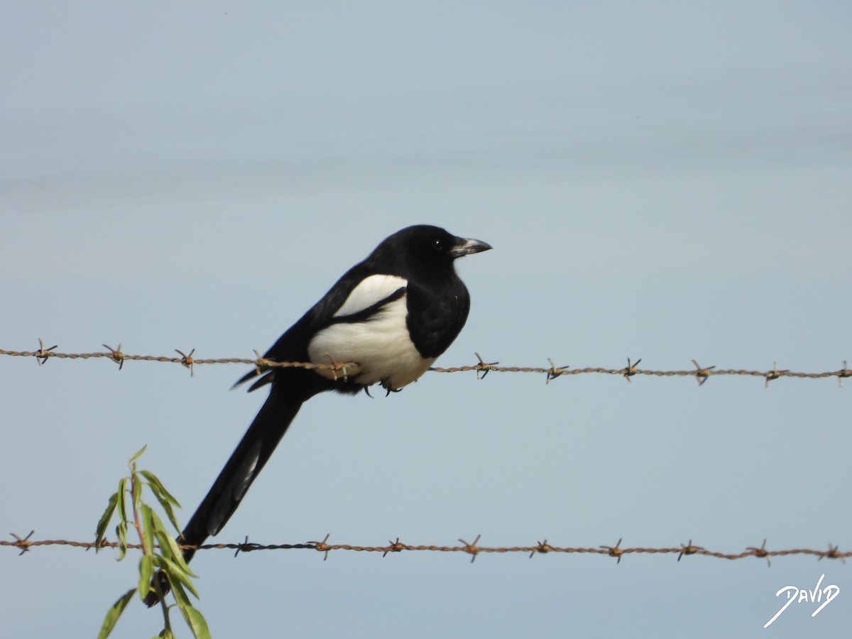 Eurasian Magpie - David Alonso Otero